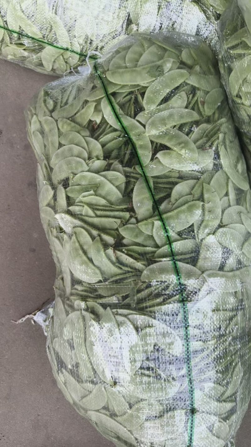 茶豆扁豆一手货源诚信经营对接各大商超欢迎来电