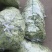 茶豆扁豆一手货源诚信经营对接各大商超欢迎来电