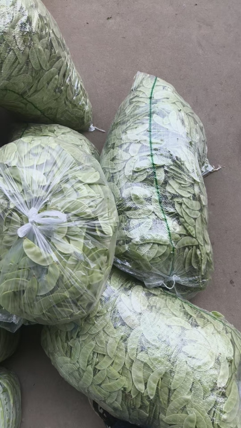 茶豆扁豆一手货源诚信经营对接各大商超欢迎来电