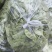 茶豆扁豆一手货源诚信经营对接各大商超欢迎来电