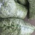茶豆扁豆一手货源诚信经营对接各大商超欢迎来电