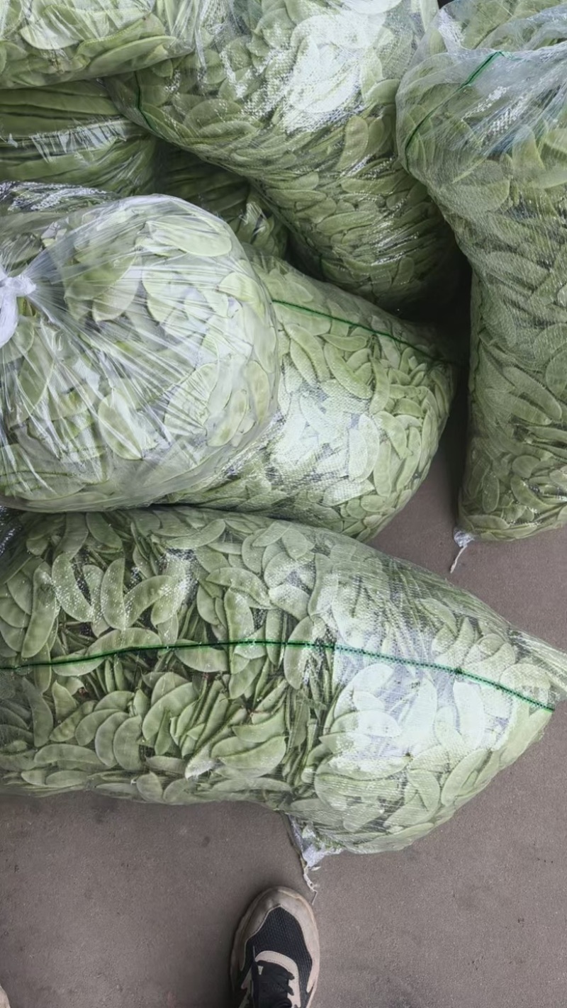 茶豆扁豆一手货源诚信经营对接各大商超欢迎来电