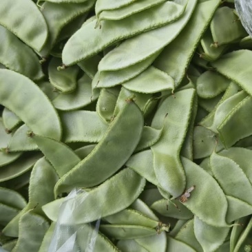 茶豆扁豆一手货源诚信经营对接各大商超欢迎来电