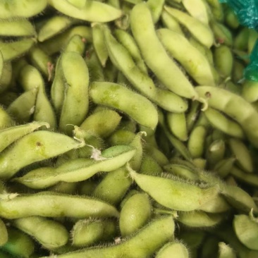 毛豆大量上市基地直发品质保证诚信合作