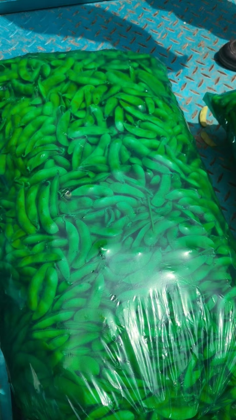 毛豆大量上市基地直发品质保证诚信合作