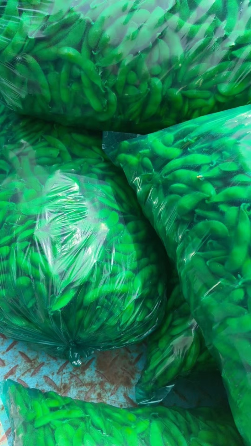 毛豆大量上市基地直发品质保证诚信合作