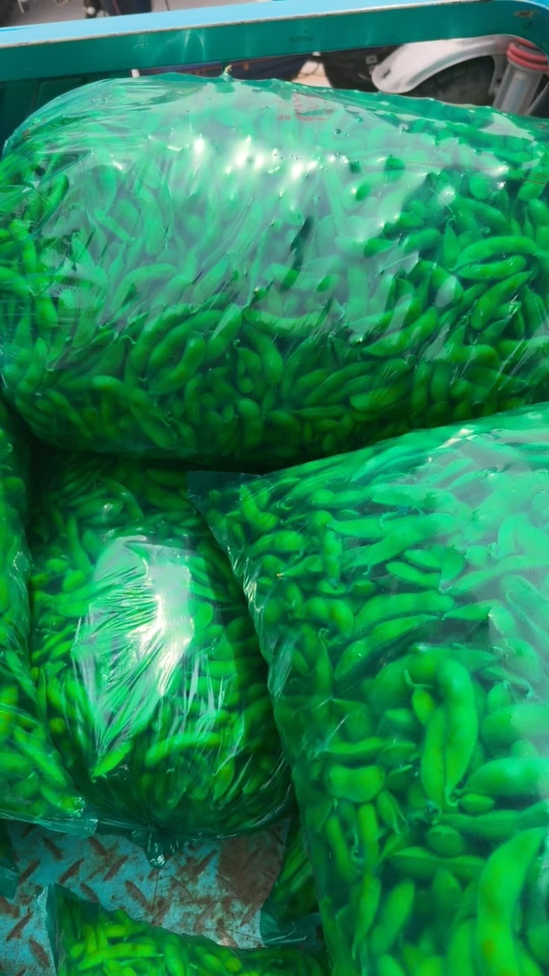 毛豆大量上市基地直发品质保证诚信合作