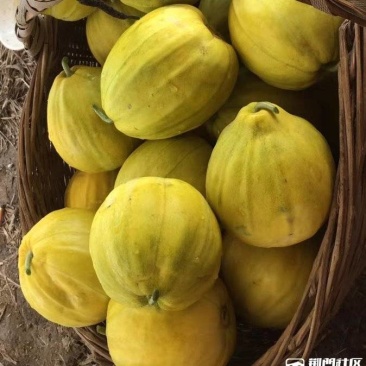 丑八怪香瓜，八里飘香，香甜可口，基地直供
