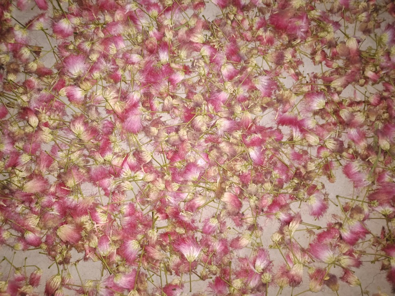 河北合欢花及合欢花子