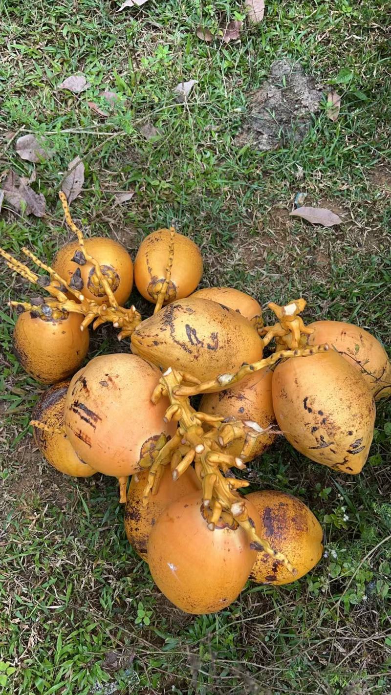 金椰