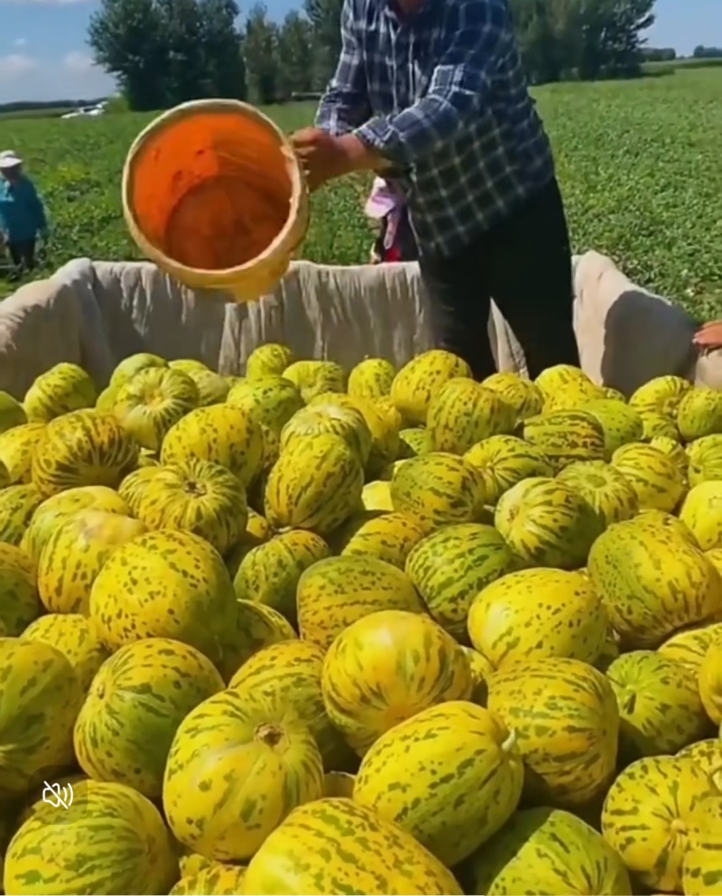 花蕾甜瓜，八里飘香瓜，基地直供，一手货源，保质保量