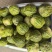 花蕾甜瓜，八里飘香瓜，基地直供，一手货源，保质保量