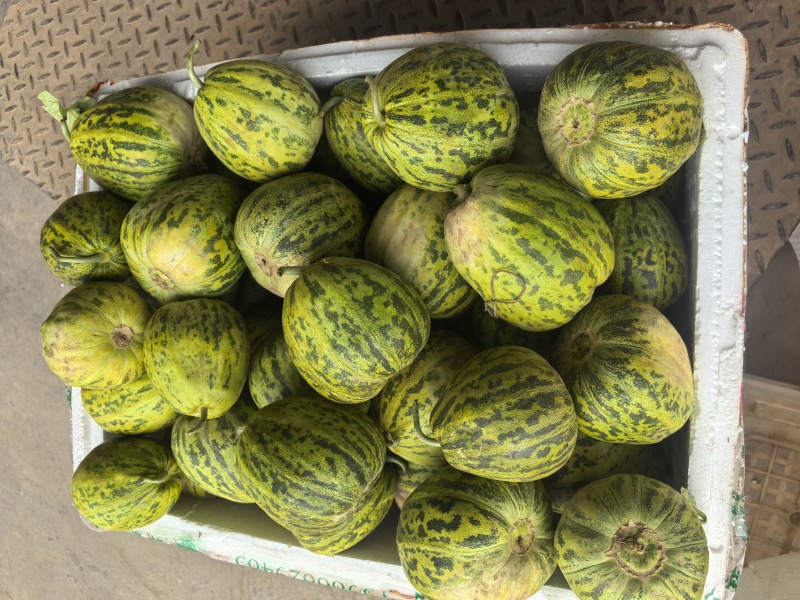 花蕾甜瓜，八里飘香瓜，基地直供，一手货源，保质保量