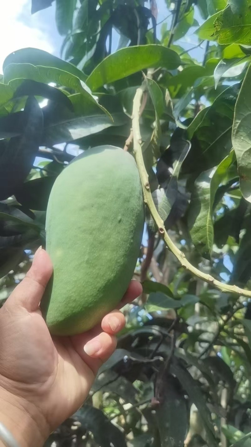 云南西双版纳大青芒果