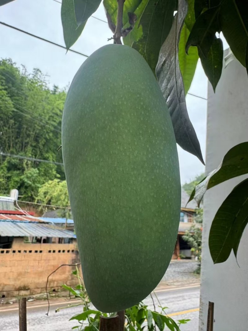 云南西双版纳大青芒果