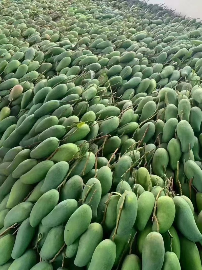 云南西双版纳大青芒果