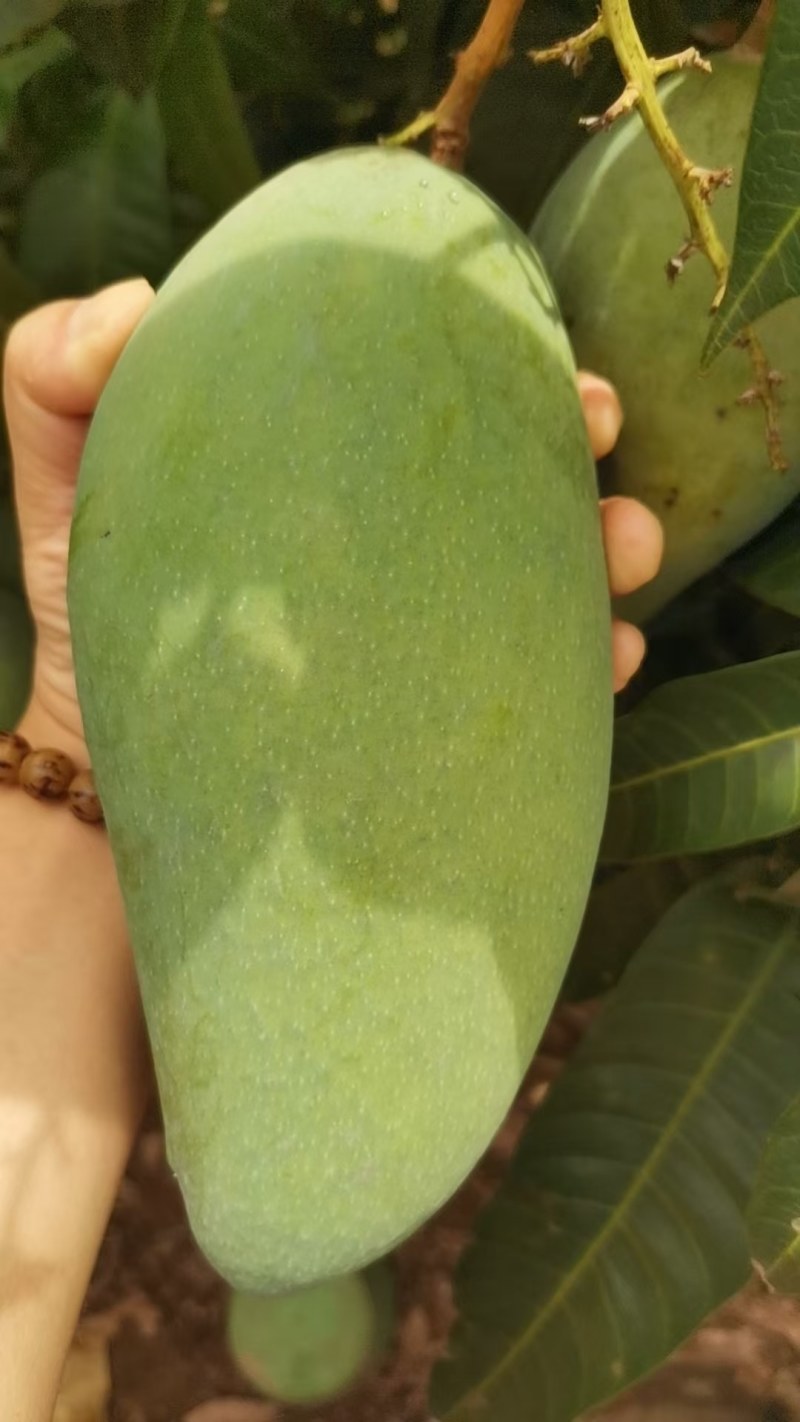 云南西双版纳大青芒果