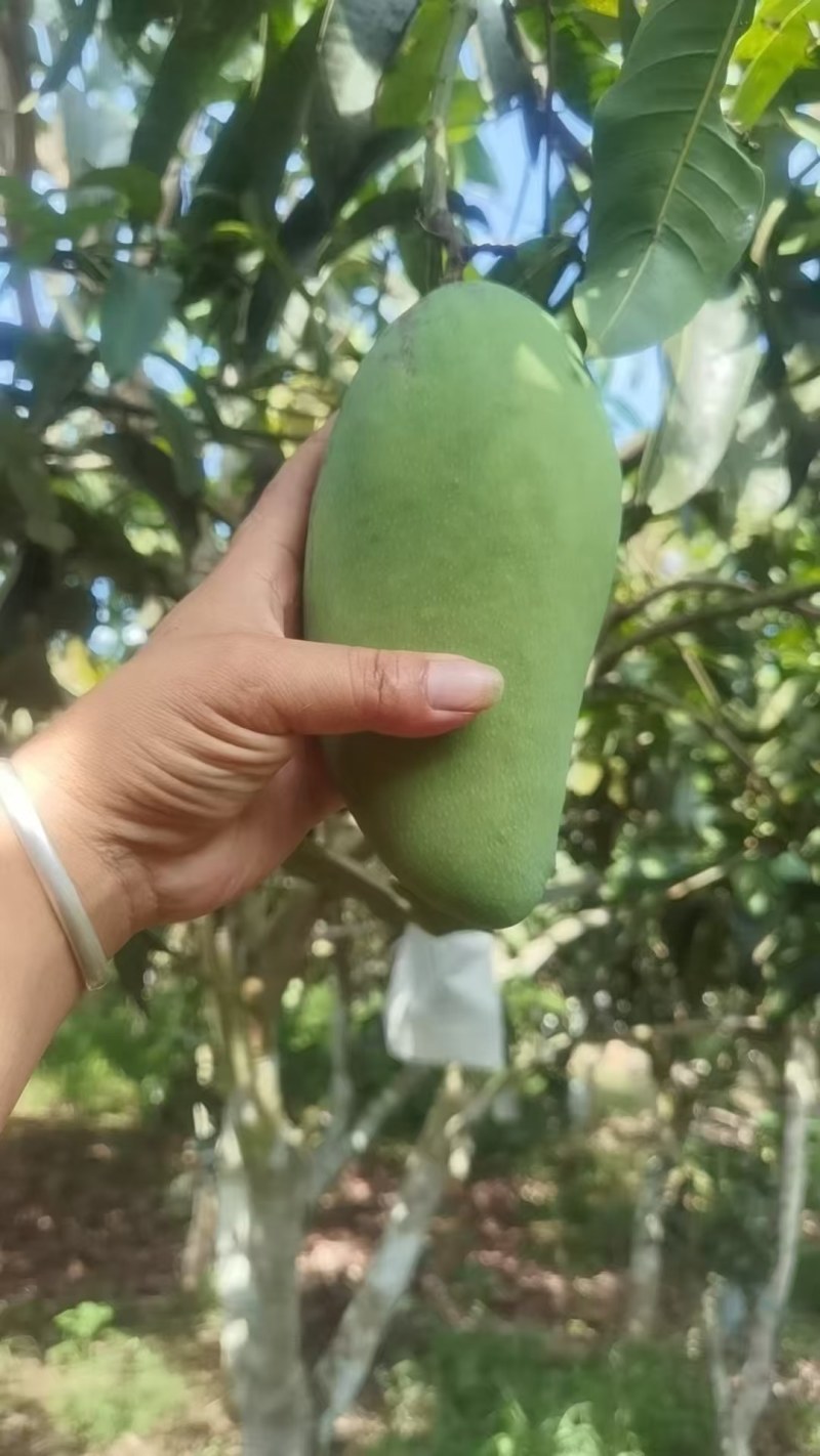 云南西双版纳大青芒果