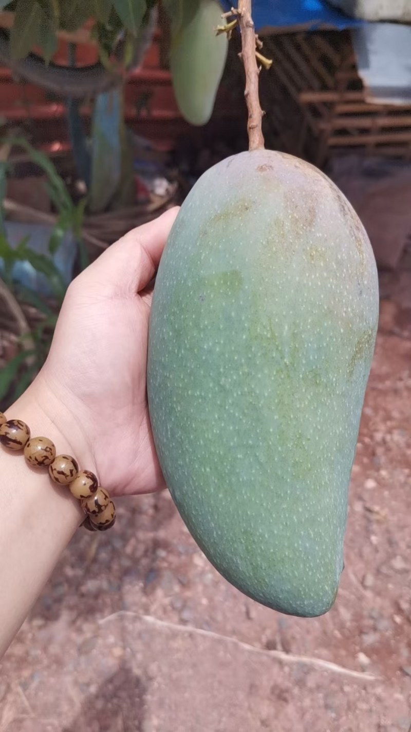 云南西双版纳大青芒果