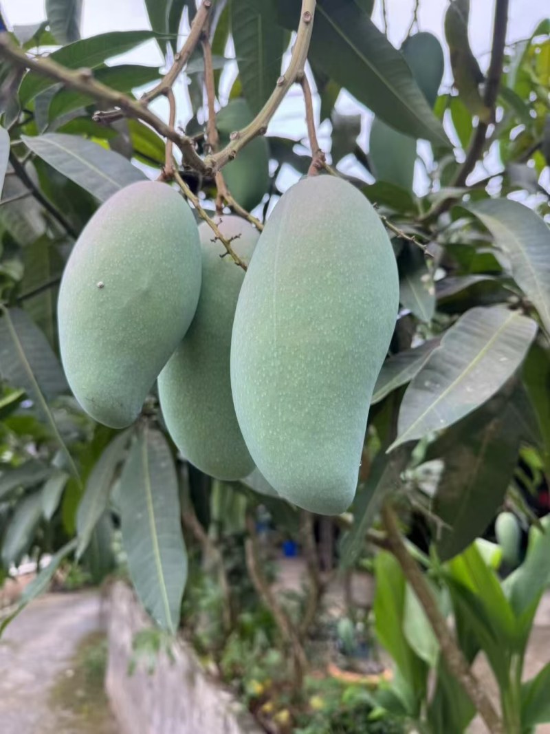 云南西双版纳大青芒果