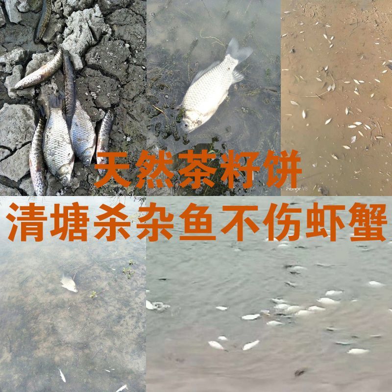 湖南茶籽饼茶粕茶枯粉茶麸水产清塘杀杂鱼福寿螺蝌蚪种植杀虫