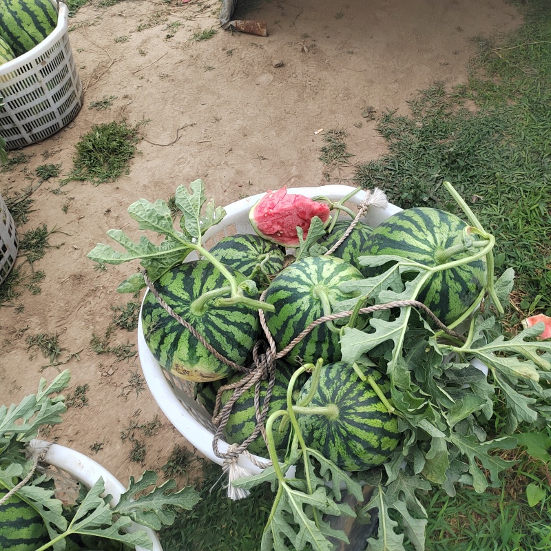 廊坊产区麒麟西瓜，大量上市