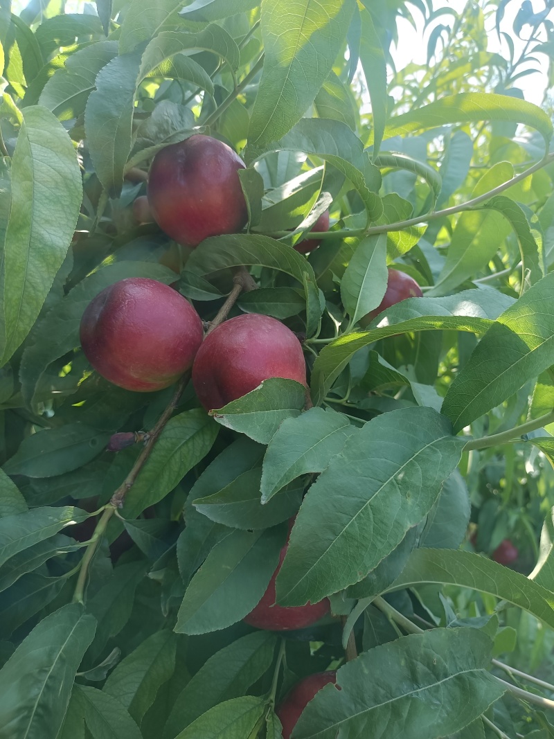 山西临猗坡上珍珠枣油桃8号，1号2号，对接电商超市