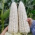 嘉华甜糯8号白甜糯玉米种子特大棒口感好皮薄无渣南北方春夏