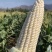 嘉华甜糯8号白甜糯玉米种子特大棒口感好皮薄无渣南北方春夏