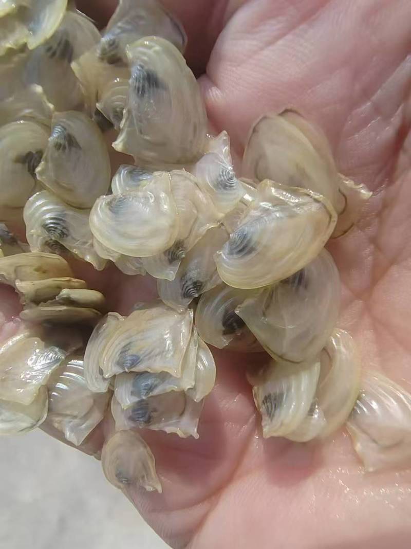 珍珠三角青年育珠母蚌，7~11公分。