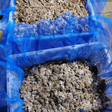 珍珠三角青年育珠母蚌，7~11公分。