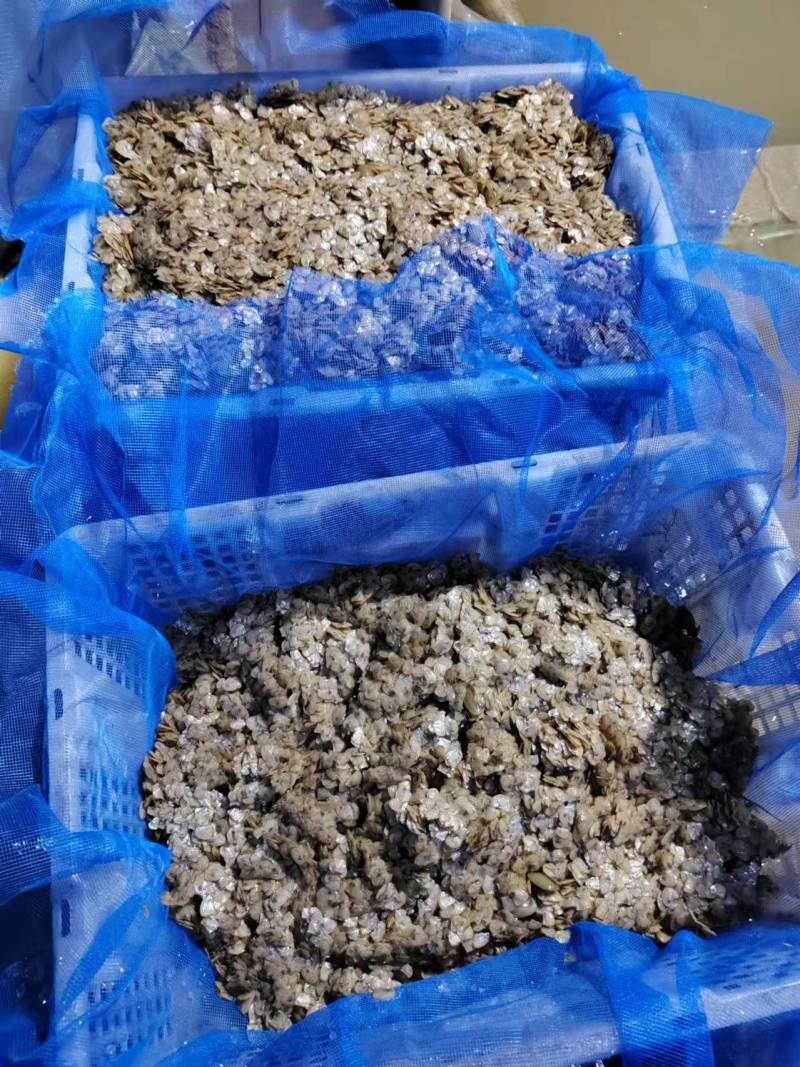 珍珠三角青年育珠母蚌，7~11公分。