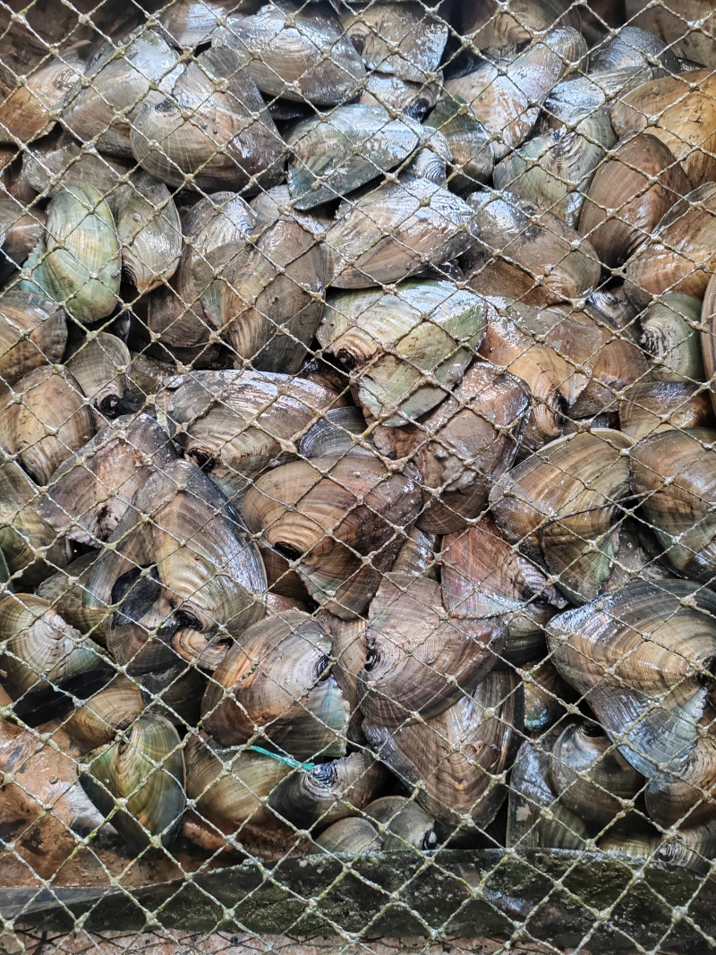 珍珠三角青年育珠母蚌，7~11公分。