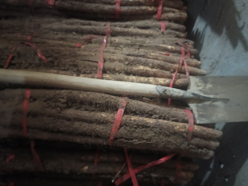 正宗铁棍山药