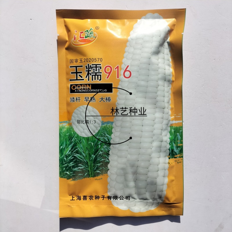 玉糯916白玉糯玉米种子粘香糯玉米种籽非转基因矮杆早熟