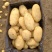 【沃土5号】精品土豆大量上市开封土豆质优价廉欢迎老板来电