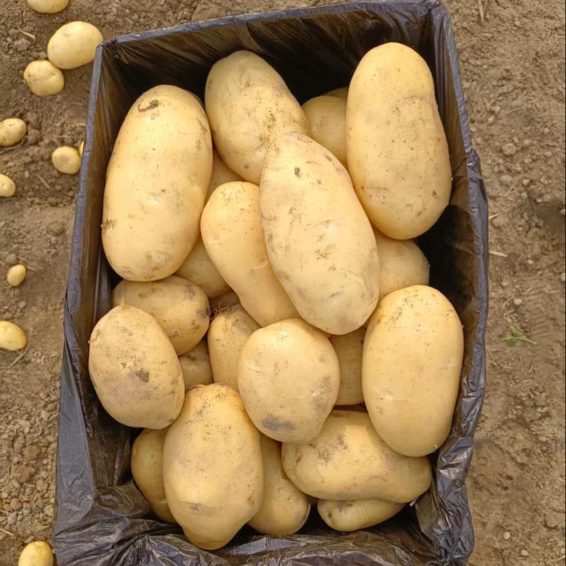 【沃土5号】精品土豆大量上市开封土豆质优价廉欢迎老板来电
