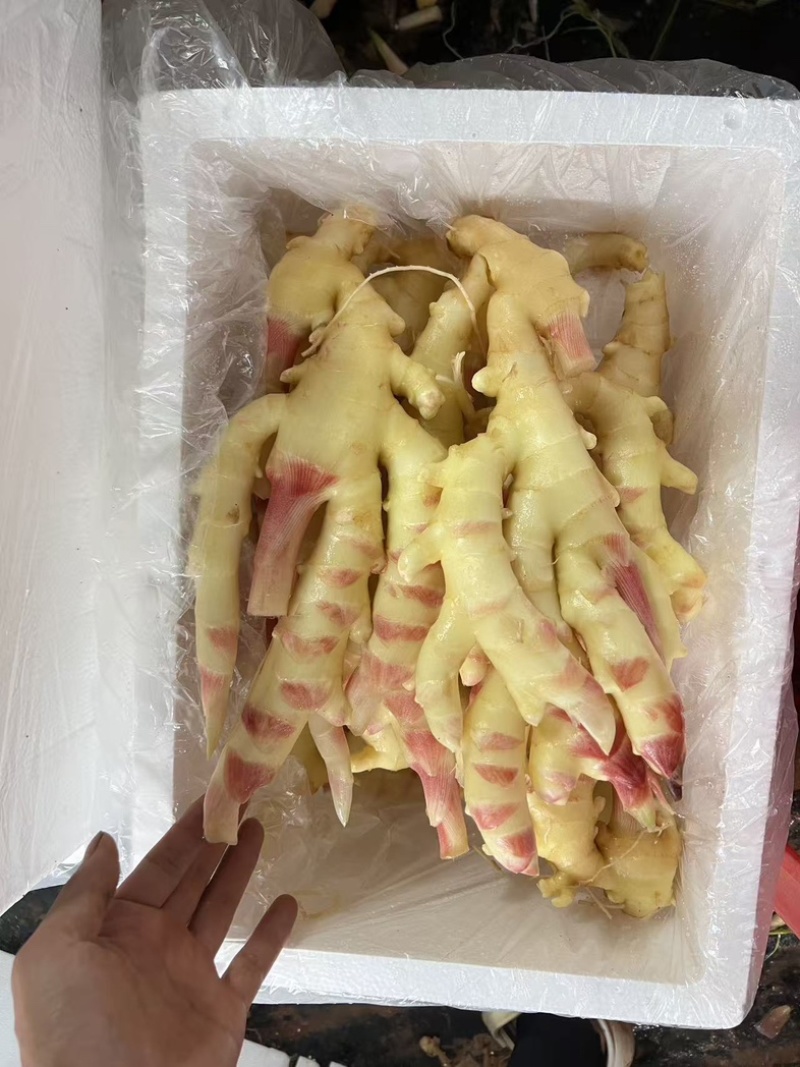 广西仔姜