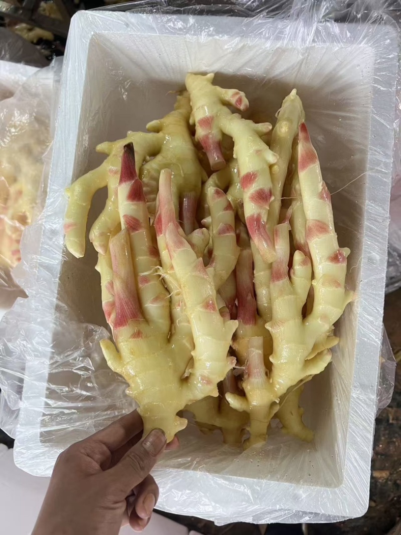 广西仔姜