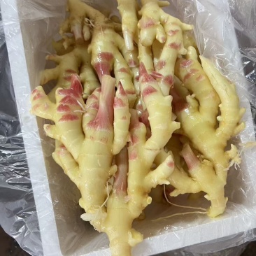 广西仔姜