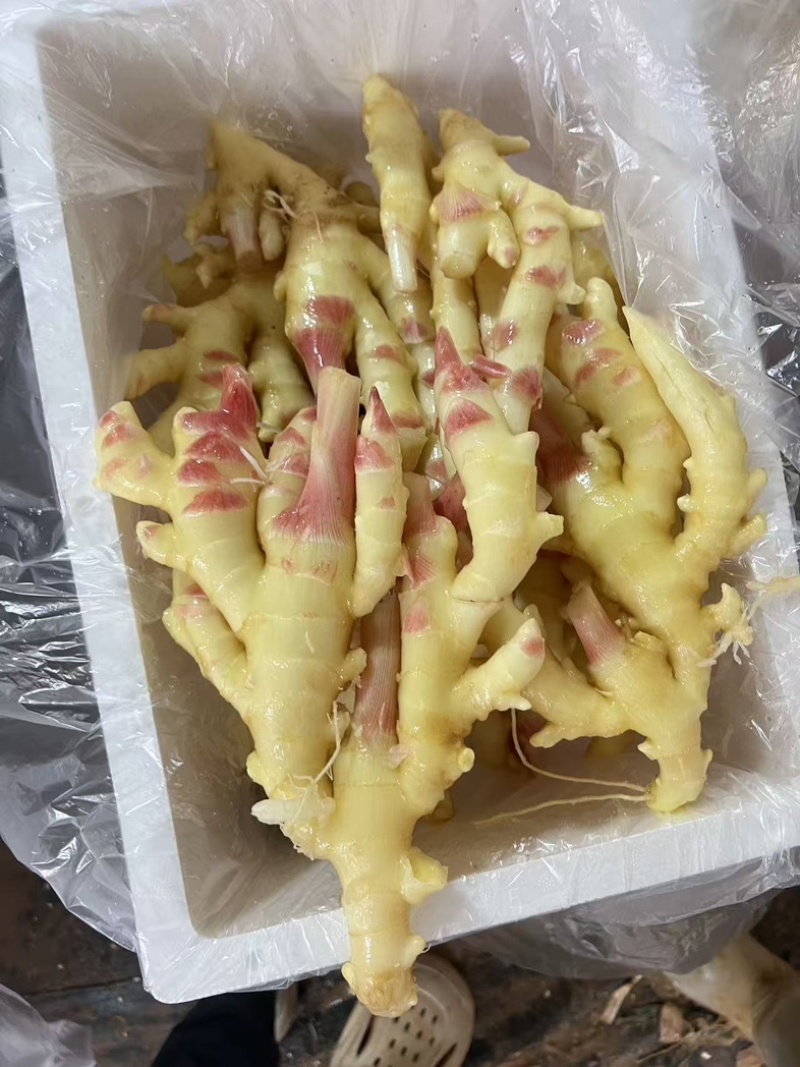 广西仔姜