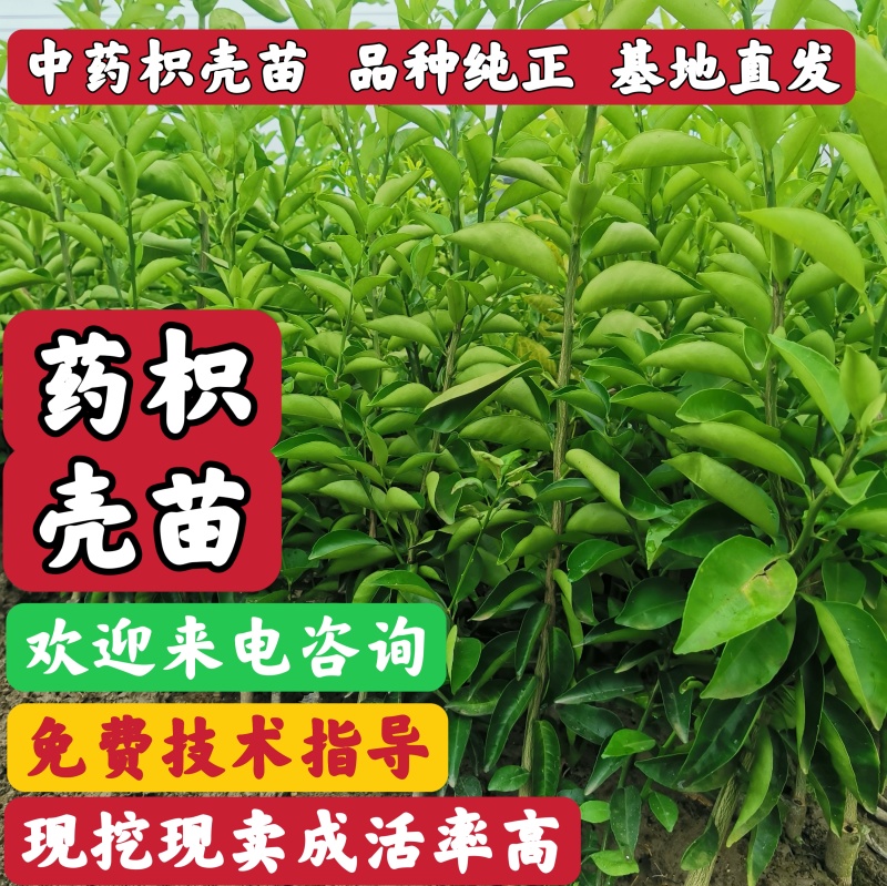 中药枳壳苗，药柑，药枳壳苗，枳壳苗，川枳壳苗、重庆四川