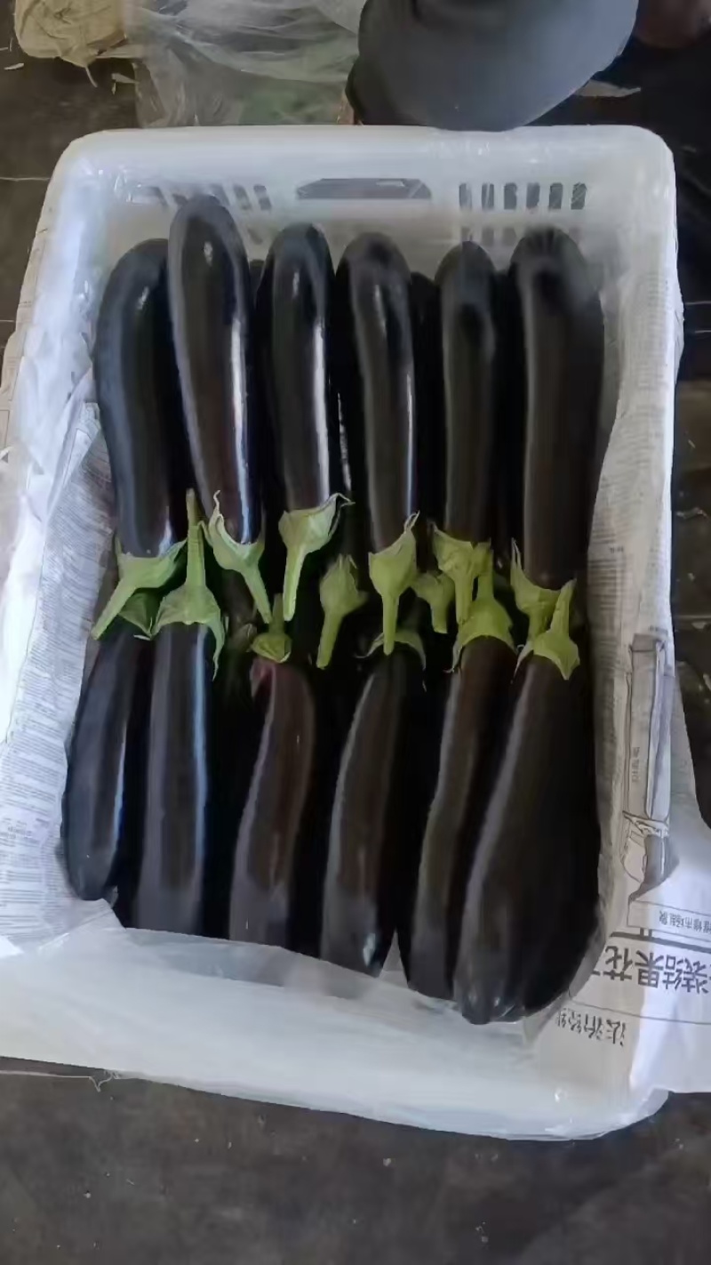 【长茄】山西茄子表皮干净无擦伤疤痕烧烤用茄现场订货满意