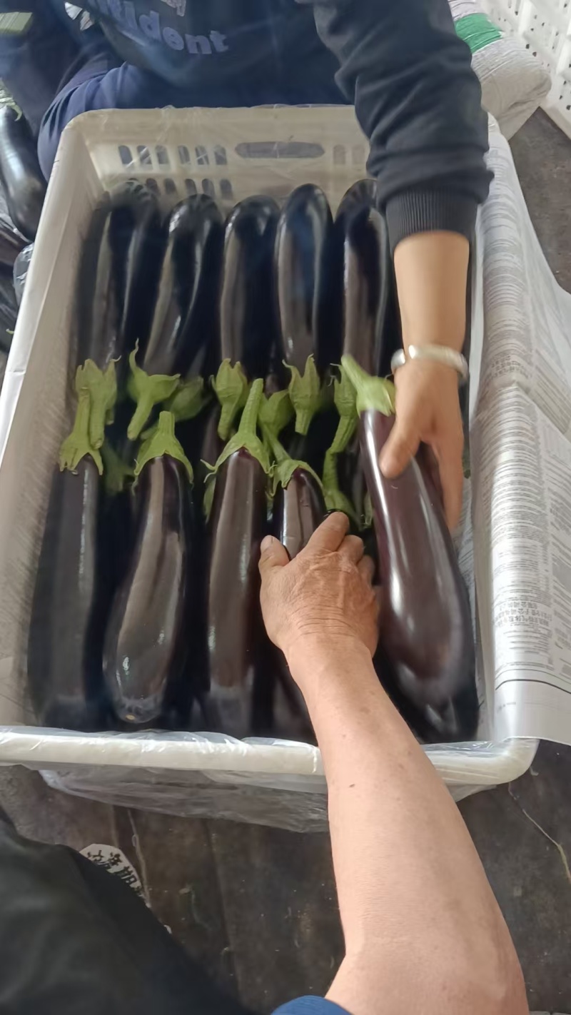 【长茄】山西茄子表皮干净无擦伤疤痕烧烤用茄现场订货满意