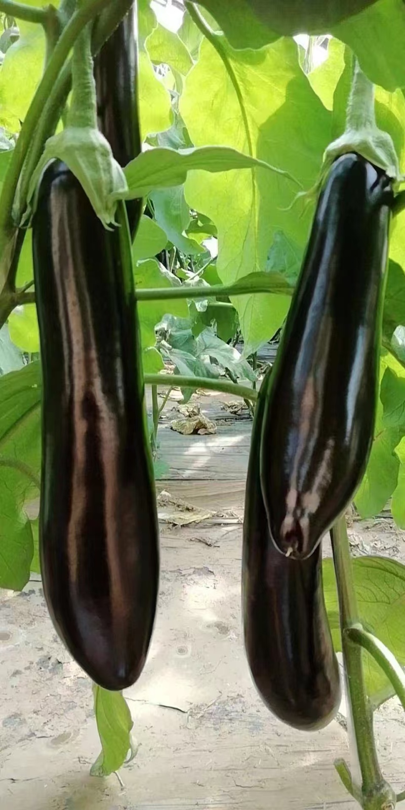【长茄】山西茄子表皮干净无擦伤疤痕烧烤用茄现场订货满意
