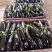 【长茄】山西茄子表皮干净无擦伤疤痕烧烤用茄现场订货满意