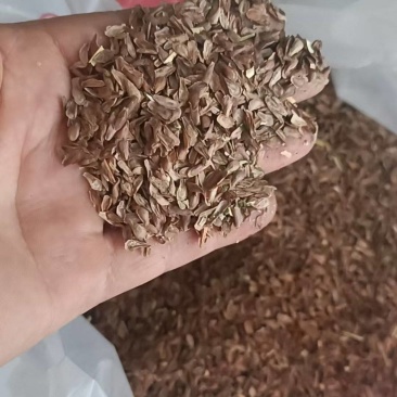 隔山消种子