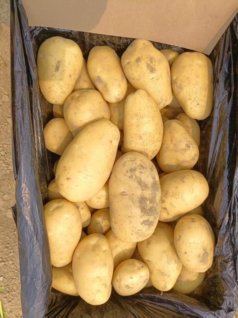 【沃土5号】精品土豆大量上市开封土豆质优价廉欢迎老板来电