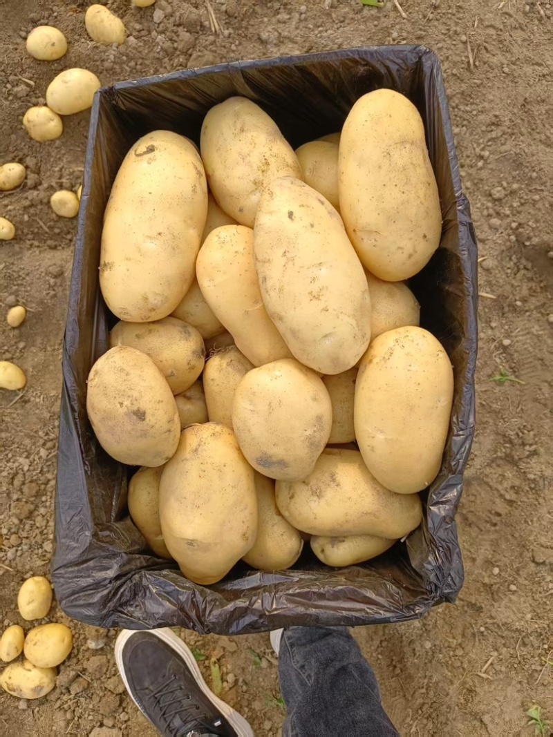 【沃土5号】精品土豆大量上市开封土豆质优价廉欢迎老板来电