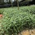 广东茶叶苗、汕尾茶苗、江门茶苗、佛山茶苗、河源茶叶苗